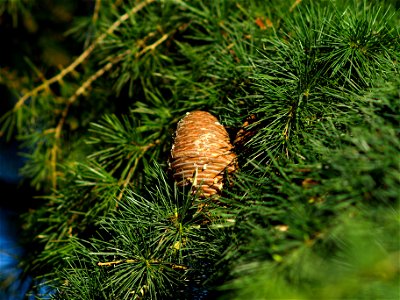 Cone of the Deodar Cedar (Cedrus deodara) in Cloppenburg, Germany.