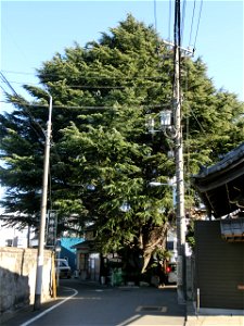 Yanaka Himalaya-sugi