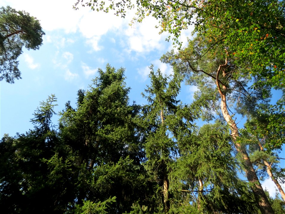 Fichte (Picea abies) im Schwetzinger Hardt