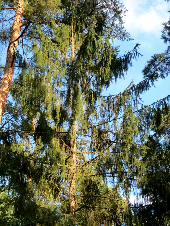 Fichte (Picea abies) im Schwetzinger Hardt