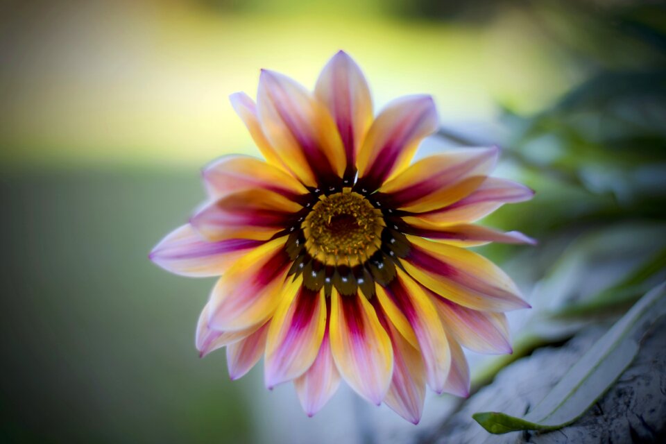 Plant petals flora