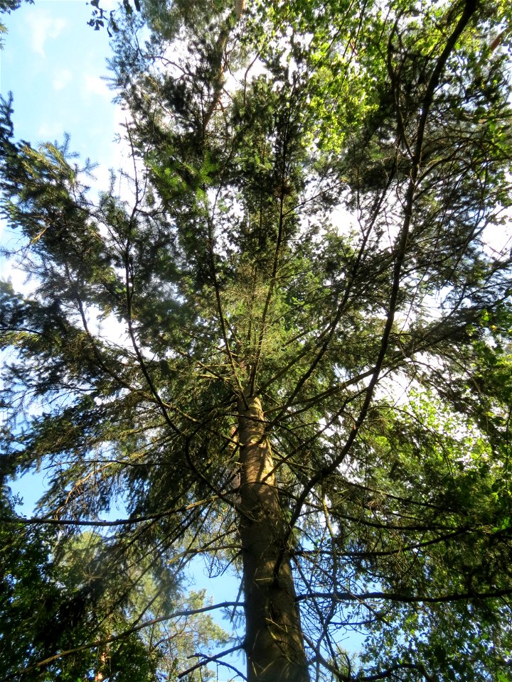 Fichte (Picea abies) im Schwetzinger Hardt