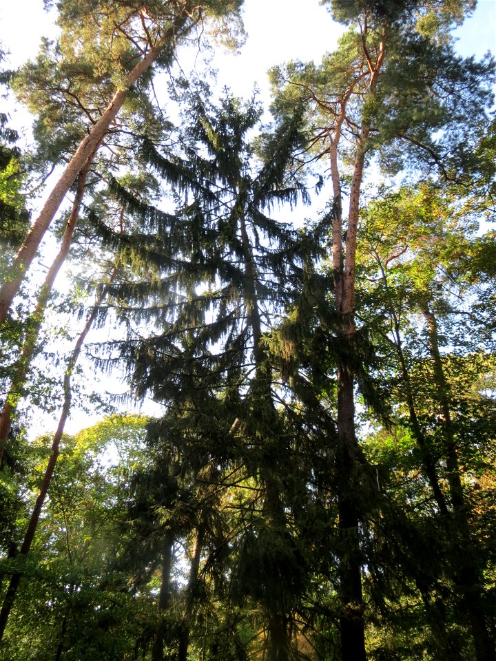 Fichte (Picea abies) im Schwetzinger Hardt
