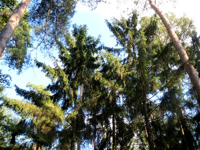 Fichte (Picea abies) im Schwetzinger Hardt