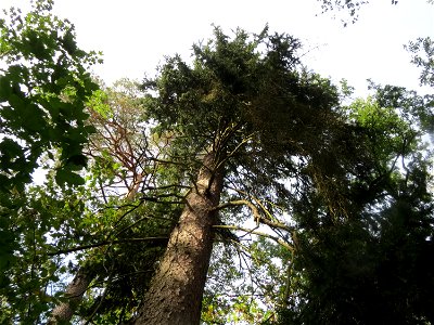 Gemeine Fichte (Picea abies) in der Schwetzinger Hardt