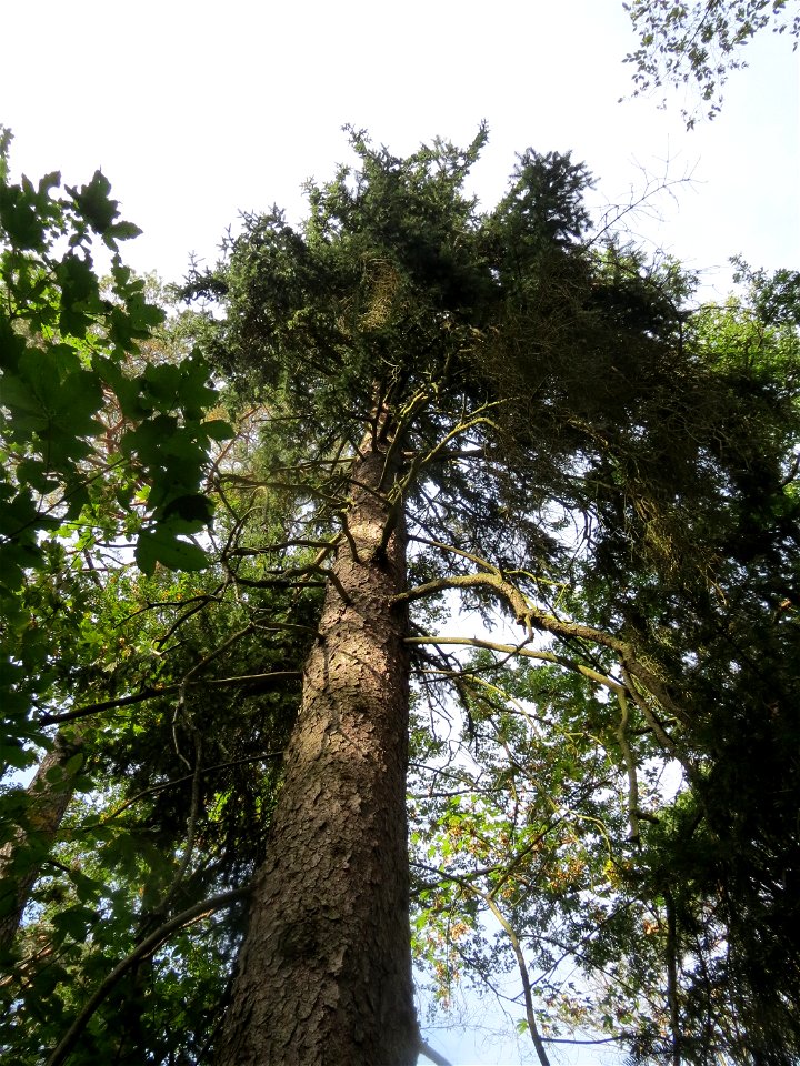 Fichte (Picea abies) im Schwetzinger Hardt
