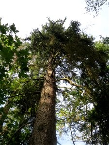 Fichte (Picea abies) im Schwetzinger Hardt