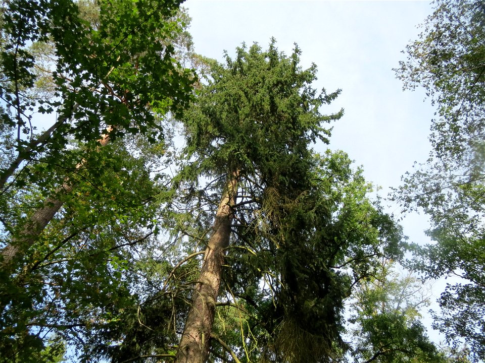Fichte (Picea abies) im Schwetzinger Hardt