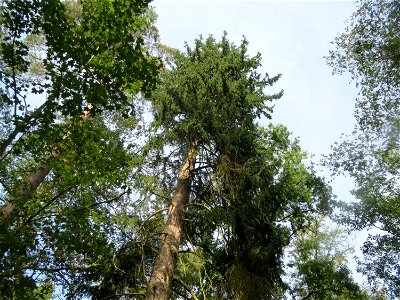 Fichte (Picea abies) im Schwetzinger Hardt