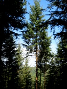 Gemeine Fichte (Picea abies) am Karlsplatzweg bei Klingenmünster