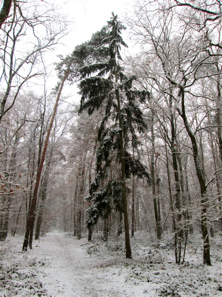 Gemeine Fichte (Picea abies) in einem Mischwald mit Buchen und Eichen in der Schwetzinger Hardt bei Neuschnee am 3. Dezember 2017