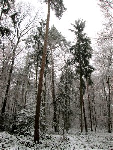 Gemeine Fichte (Picea abies) in einem Mischwald mit Buchen und Eichen in der Schwetzinger Hardt bei Neuschnee am 3. Dezember 2017