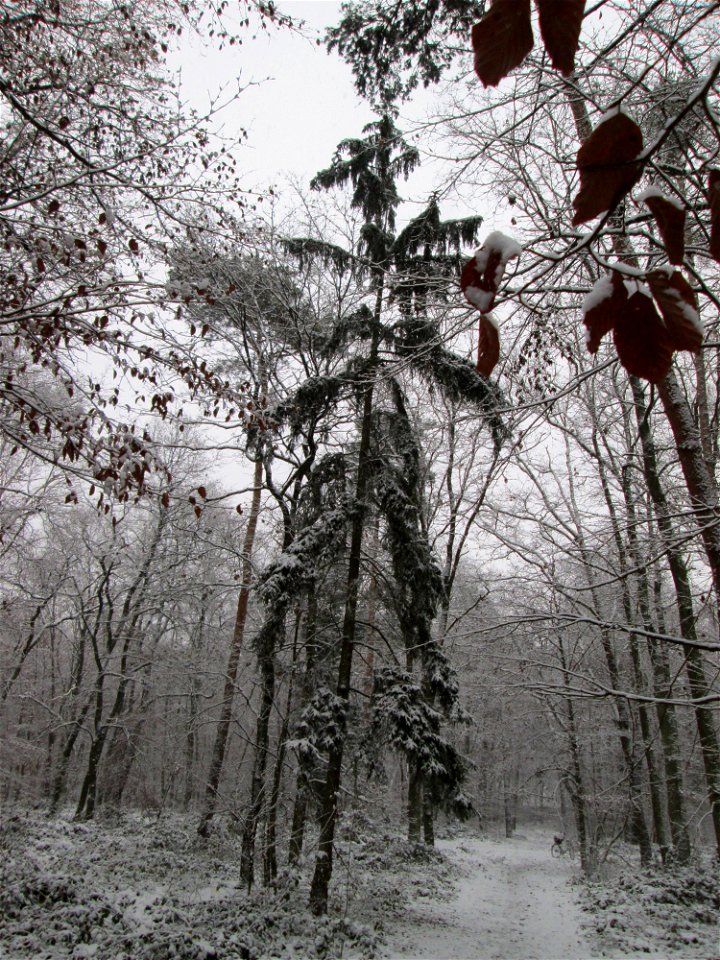 Gemeine Fichte (Picea abies) in einem Mischwald mit Buchen und Eichen in der Schwetzinger Hardt bei Neuschnee am 3. Dezember 2017