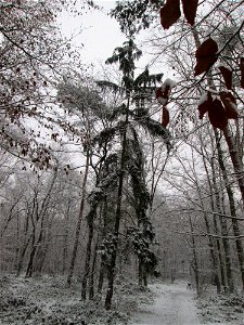 Gemeine Fichte (Picea abies) in einem Mischwald mit Buchen und Eichen in der Schwetzinger Hardt bei Neuschnee am 3. Dezember 2017