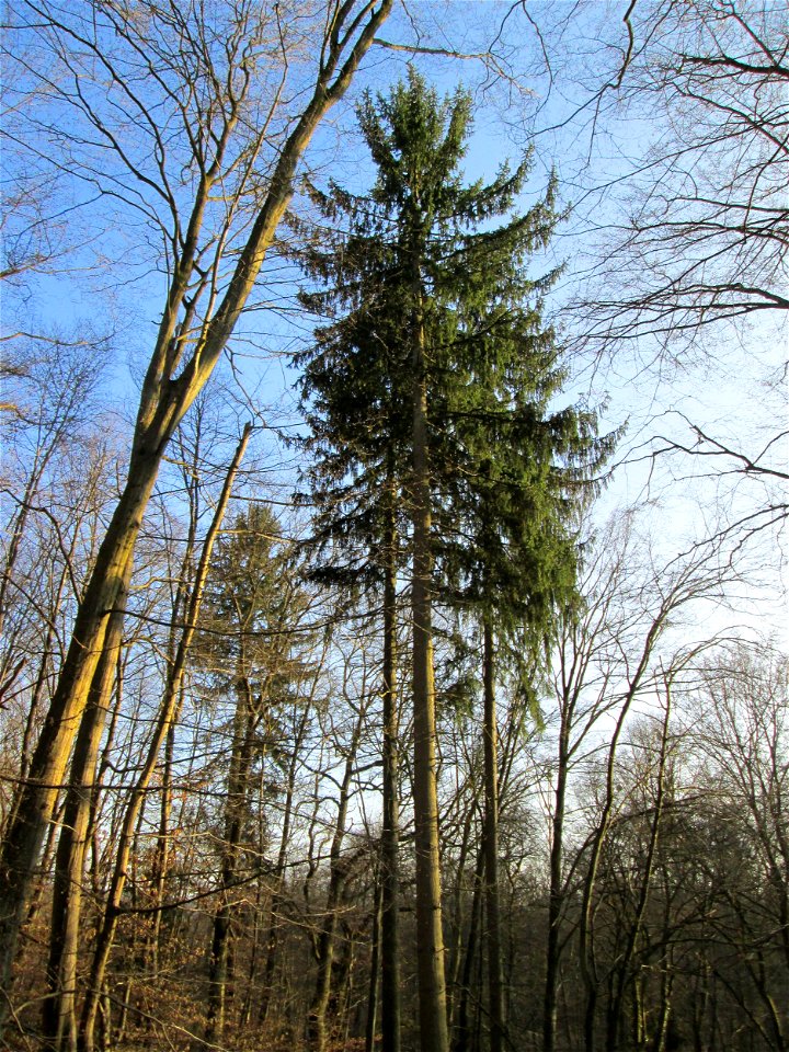 Gemeine Fichte (Picea abies) im Landschahtsschutzgebiet „Drahtzugweiher und das Habsterwiesental“ in Alt-Saarbrücken