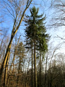 Gemeine Fichte (Picea abies) im Landschahtsschutzgebiet „Drahtzugweiher und das Habsterwiesental“ in Alt-Saarbrücken