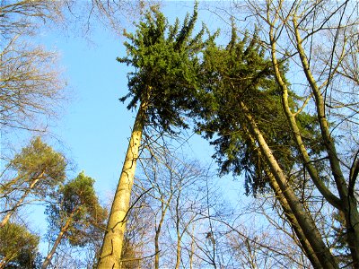 Gemeine Fichte (Picea abies) im Landschahtsschutzgebiet „Drahtzugweiher und das Habsterwiesental“ in Alt-Saarbrücken