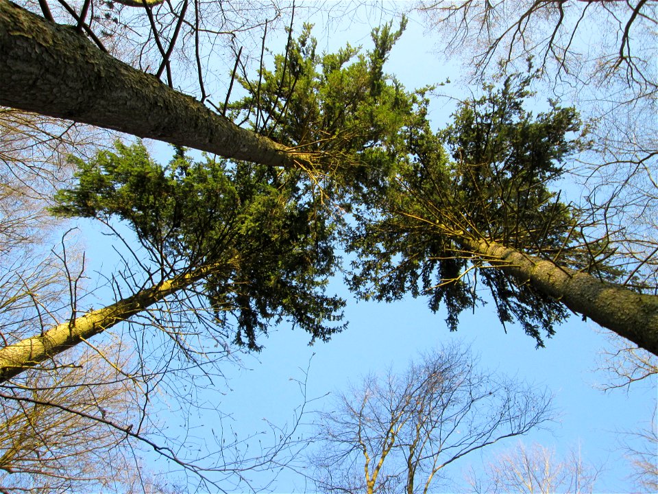 Gemeine Fichte (Picea abies) im Landschahtsschutzgebiet „Drahtzugweiher und das Habsterwiesental“ in Alt-Saarbrücken