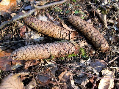 Gemeine Fichte (Picea abies) im Landschahtsschutzgebiet „Drahtzugweiher und das Habsterwiesental“ in Alt-Saarbrücken