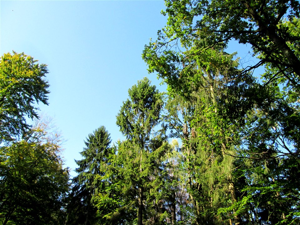 Fichten (Picea abies) im Stiftswald Sankt Arnual