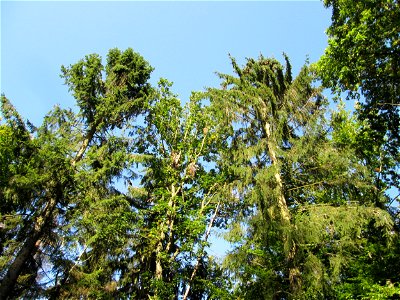 Fichten (Picea abies) im Stiftswald Sankt Arnual