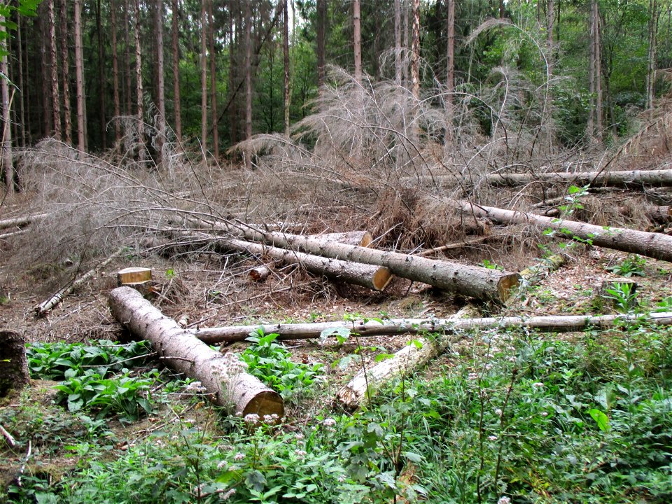 gefällte erkrankte Fichten (Picea abies) im Naturschutzgebiet „Steinbachtal / Netzbachtal“
