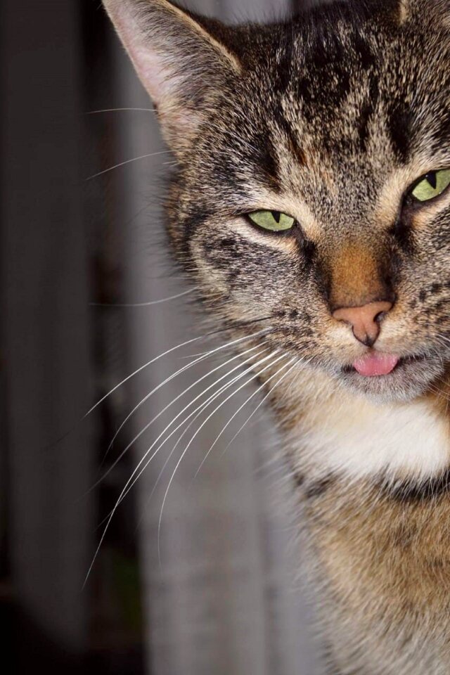 Tongue animal world pet