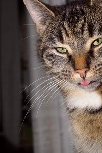 Tongue animal world pet