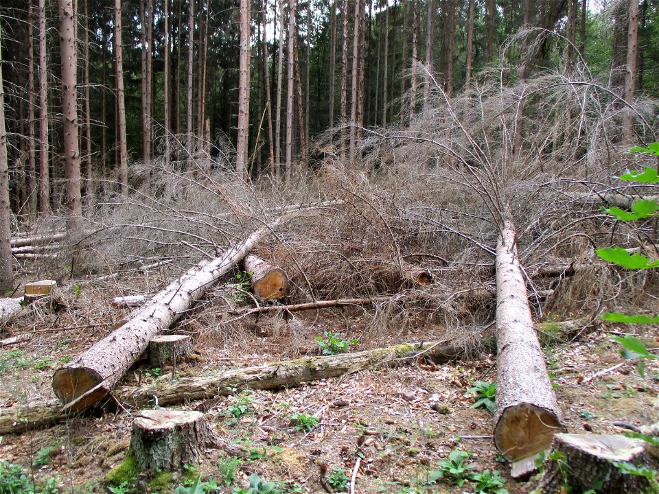 gefällte erkrankte Fichten (Picea abies) im Naturschutzgebiet „Steinbachtal / Netzbachtal“