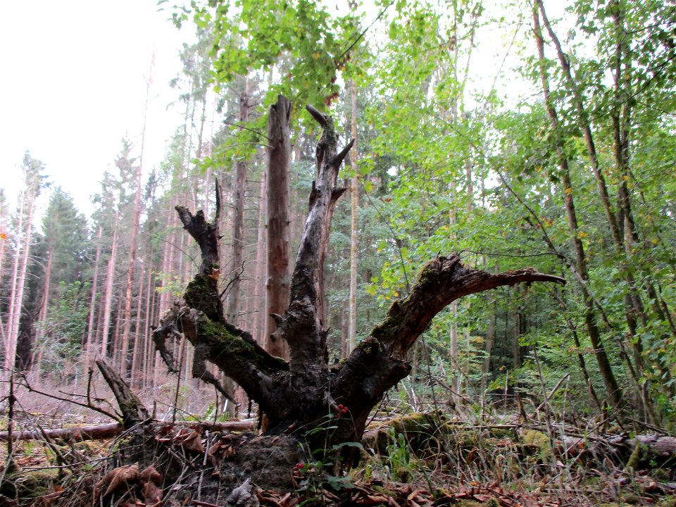 gefällte erkrankte Fichten (Picea abies) im Naturschutzgebiet „Steinbachtal / Netzbachtal“