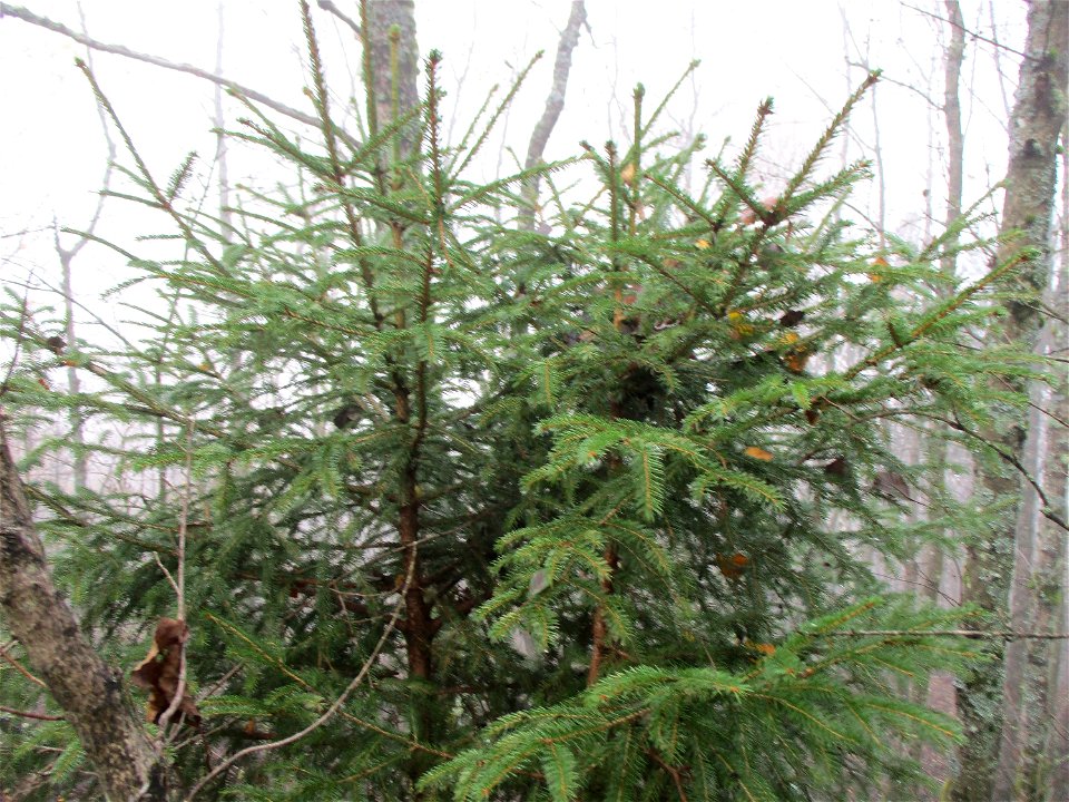 Junge Fichte (Picea abies) auf der Bergehalde Göttelborn