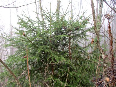 Junge Fichte (Picea abies) auf der Bergehalde Göttelborn