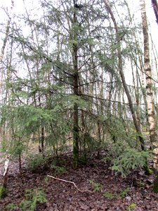 Fichte (Picea abies) auf der Bergehalde „Lydia“ der Grube Camphausen photo