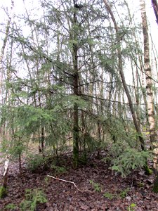 Fichte (Picea abies) auf der Bergehalde „Lydia“ der Grube Camphausen