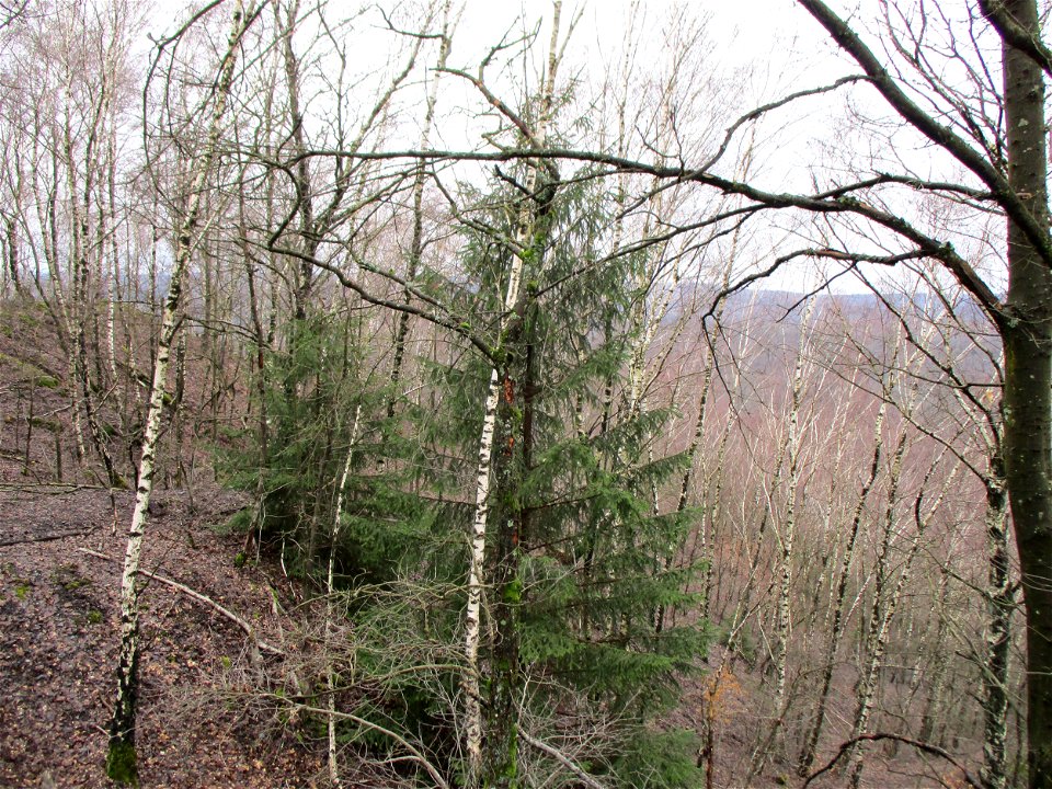 Fichte (Picea abies) auf der Bergehalde „Lydia“ der Grube Camphausen