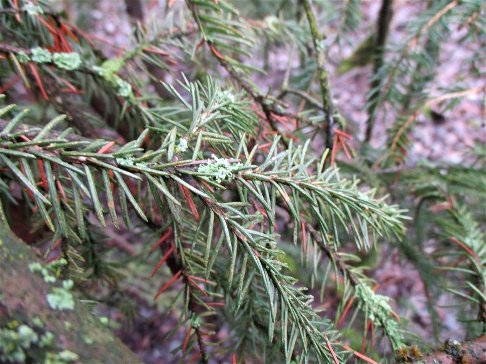 Fichte (Picea abies) auf der Bergehalde „Lydia“ der Grube Camphausen