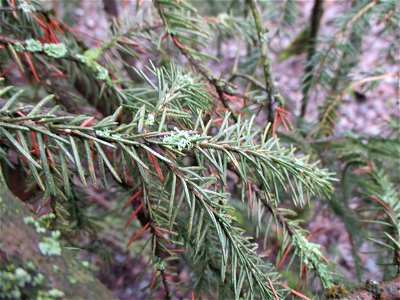 Fichte (Picea abies) auf der Bergehalde „Lydia“ der Grube Camphausen