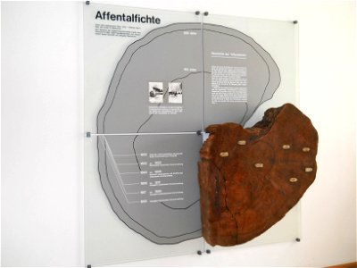 Über 200jährige Fichte vom Affentahl, Gemeinde Walting im Landkreis Eichstätt, Oberbayern