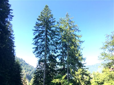 trees photo. Taken in Piazzatorre (BG), Italy.