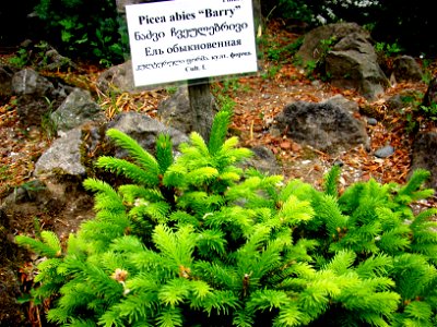 Picea abies 'Barry' photo