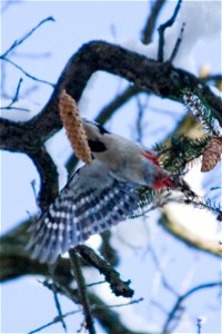 Great Spotted Woodpecker Dendrocopos major with Norway Spruce Picea abies cone