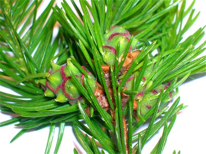 Three Pineapple Galls developing on Norway Spruce. Caused by Adelges abietis, a woolly aphid.