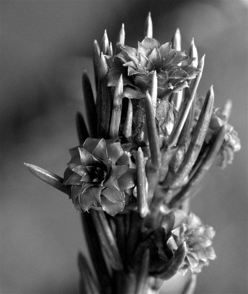 Black and white photo of fir bud
