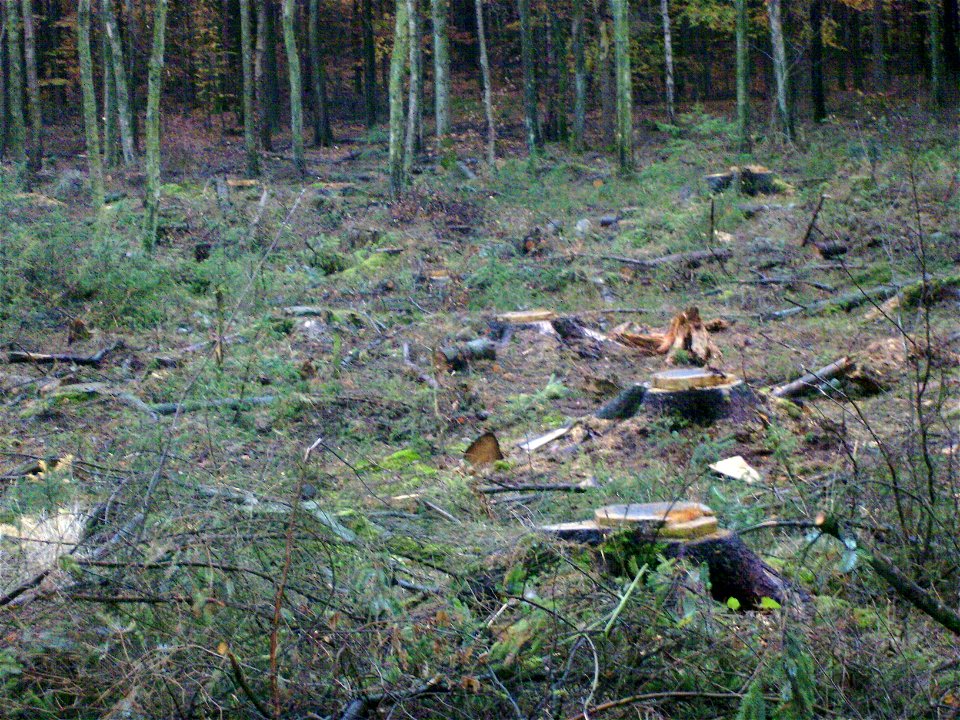 Fichtenabtrieb im Forst (Waldbau)