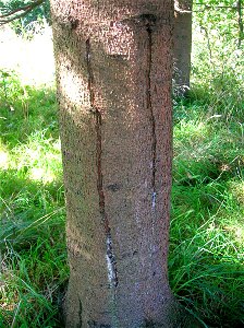 Frost crack on a Norway Spruce at Eglinton Park, North Ayrshire, Scotland.