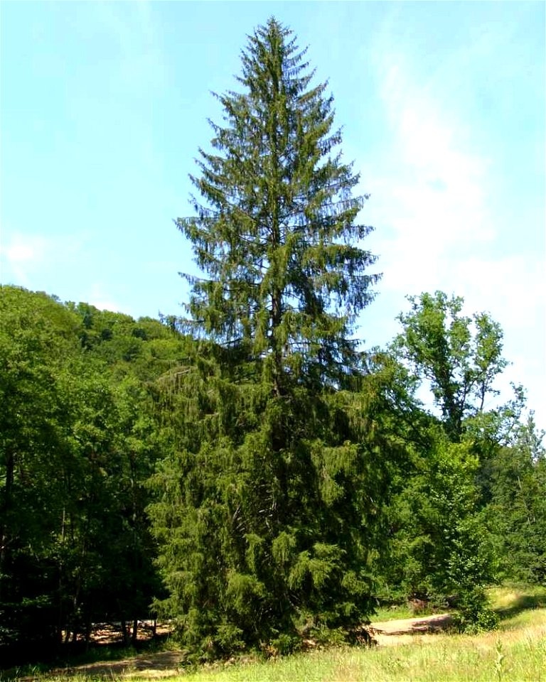 Gemeine Fichte (Picea abies)