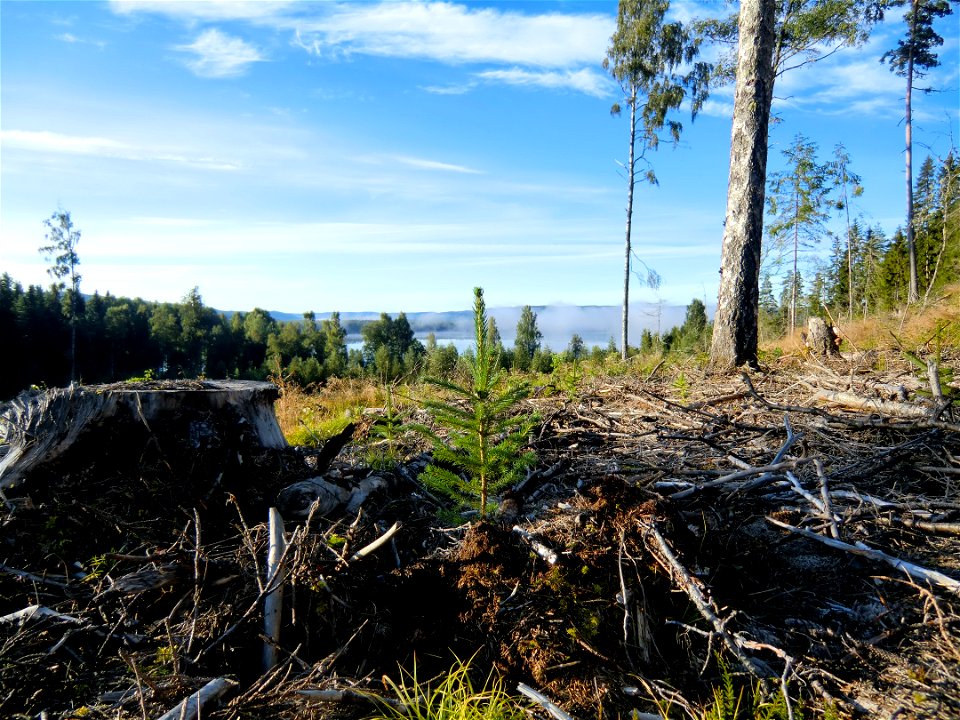 (Picea abies) in Värmland, Sweden.