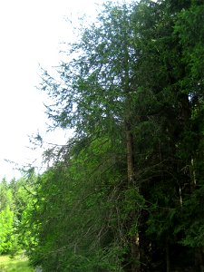 Kačasta smreka v Trenti (Picea abies f. virgata)