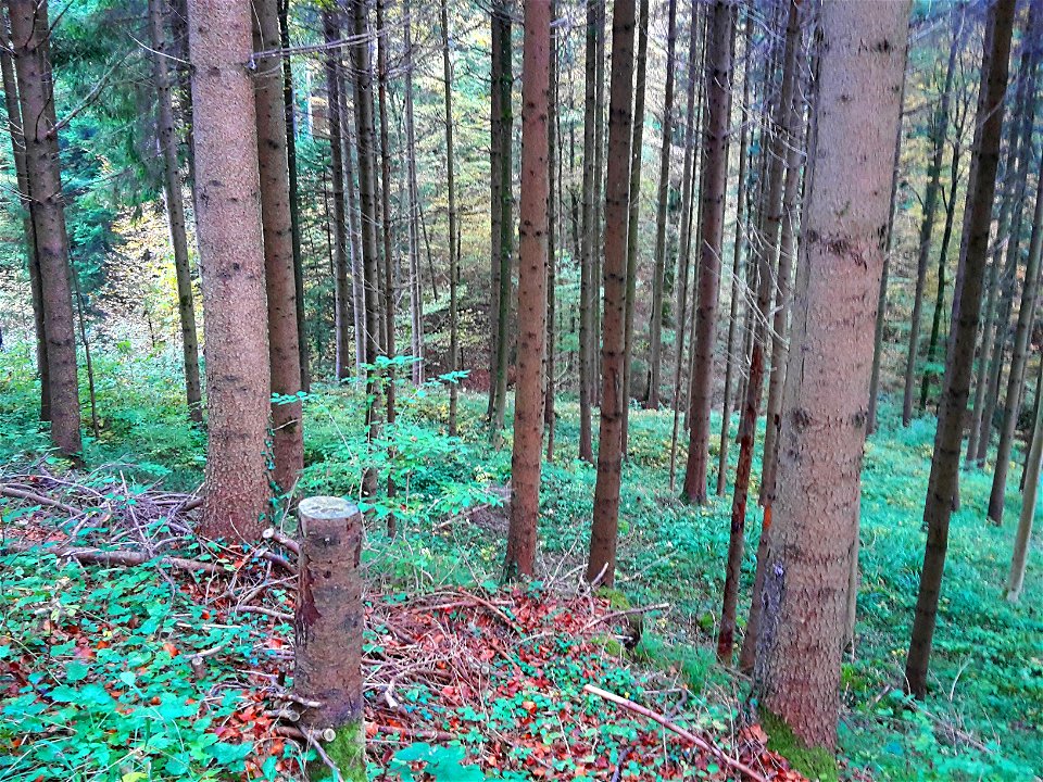 Fichten im Gruenhaldentobel mit Blick auf den Lunnerenbach, Aesch ZH, Switzerland