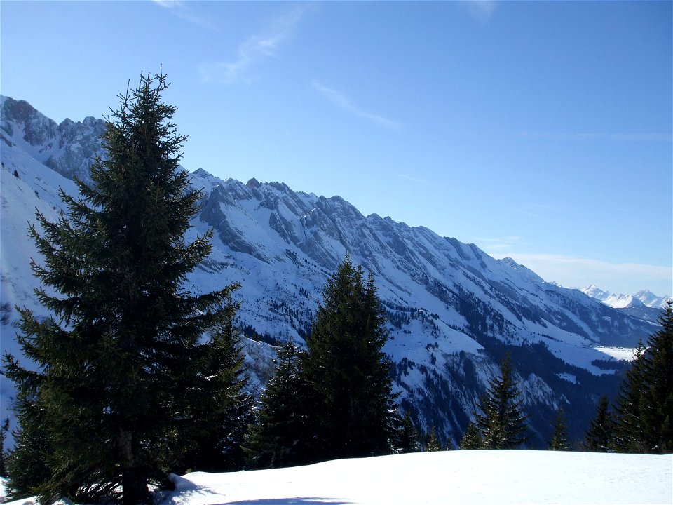 La Chaîne des Aravis, avec Picea abies